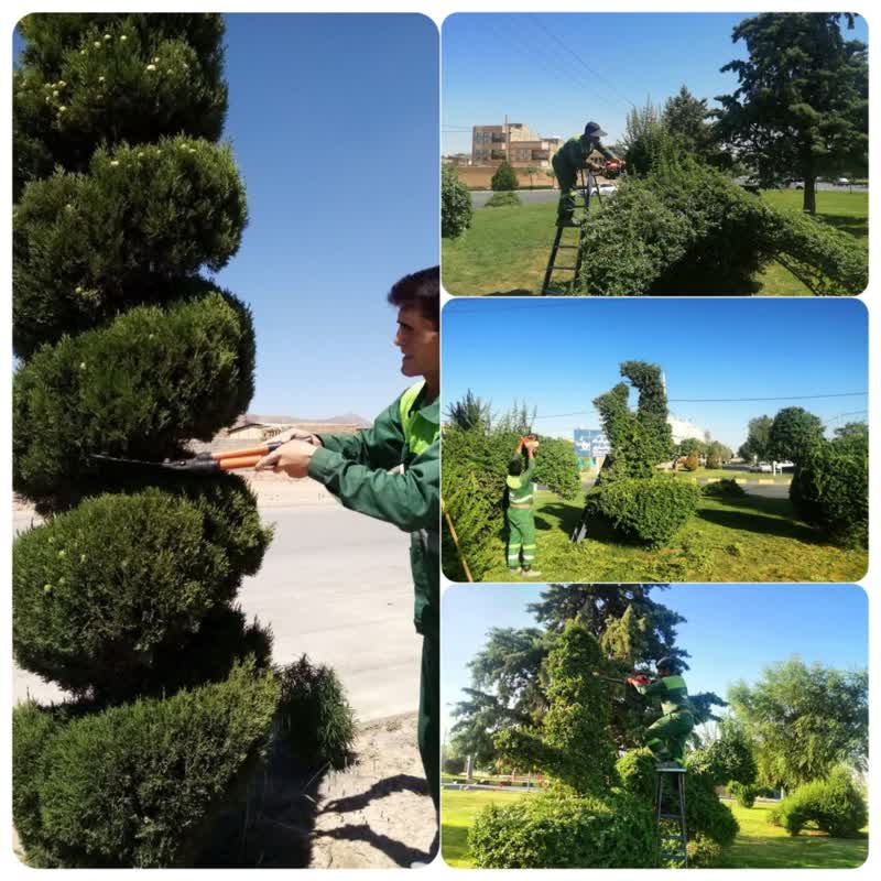 درختان شهر فرم تازه گرفتند