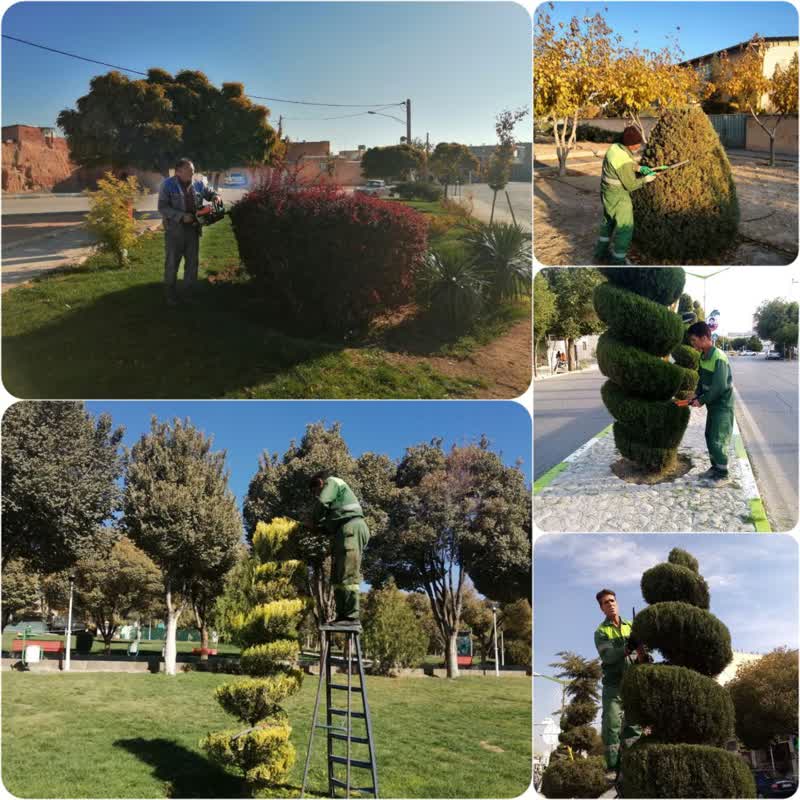 اصلاح و فرم دهی درختان