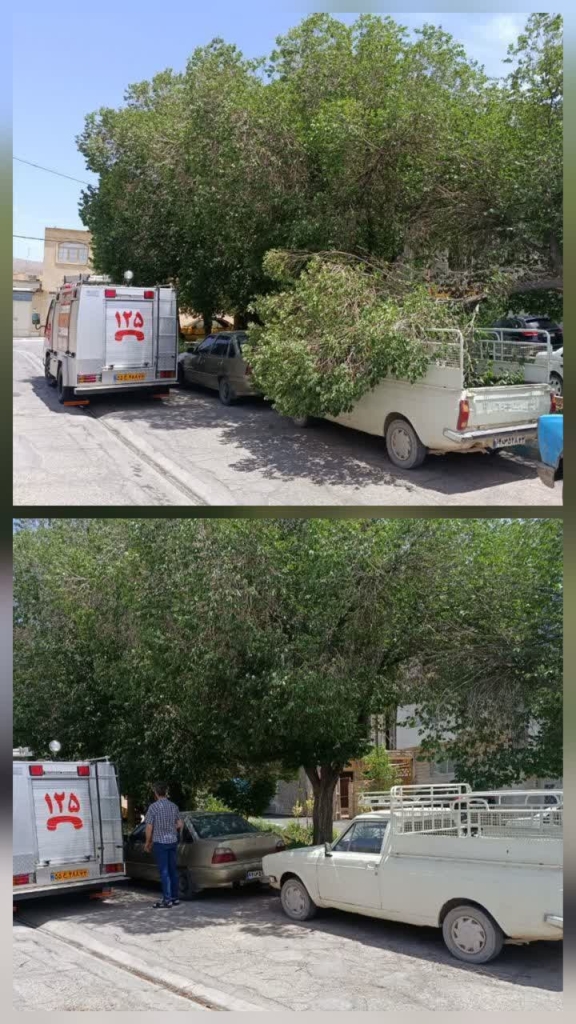 خطر سقوط درختان در طوفان